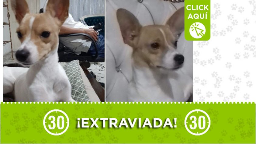 Perrita perdida en Bello
