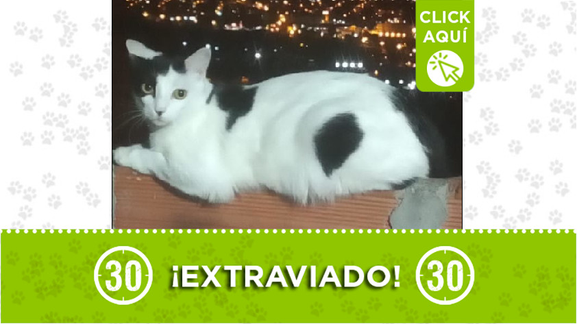 Mascota desaparecida