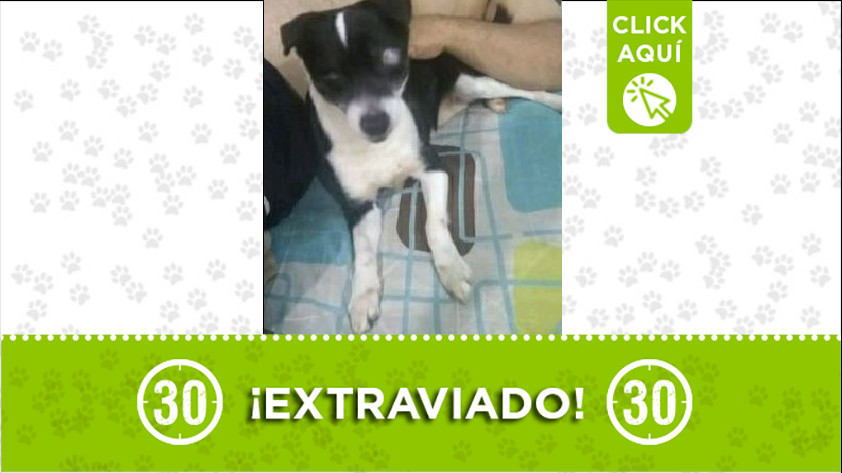 'Oki' perdido en Bello