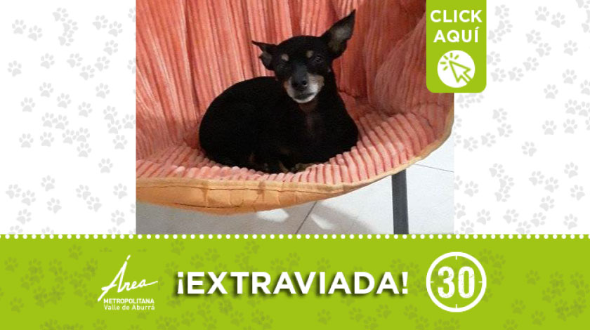 'Dana' se perdió por el centro de salud del barrio Calasanz