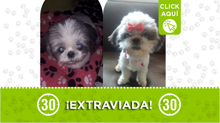 Perrita perdida en Pedregal