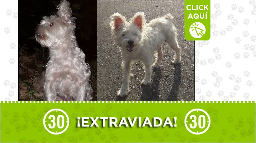 Perrita perdida en Ditaires