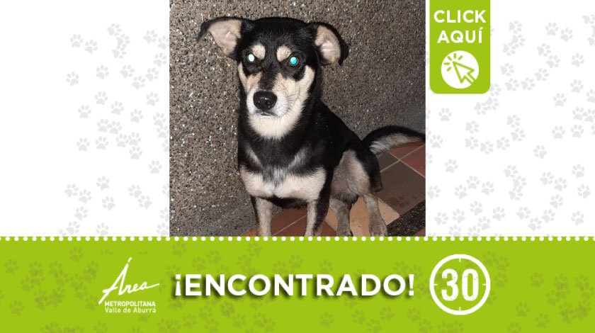 Peludito encontrado deambulando en Aranjuez, buscan a su dueño