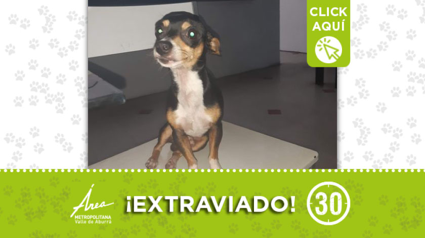 'Toby se extravió en Prado Centro- Medellín