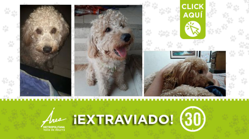 'Milan' se perdió cerca al centro comercial La Central en Medellín