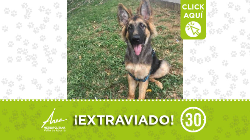 'Roco' se extravió en Campo Valdés