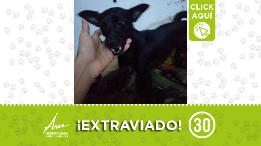 'Junior' se perdió en sector de Niquía- Camacol en Bello