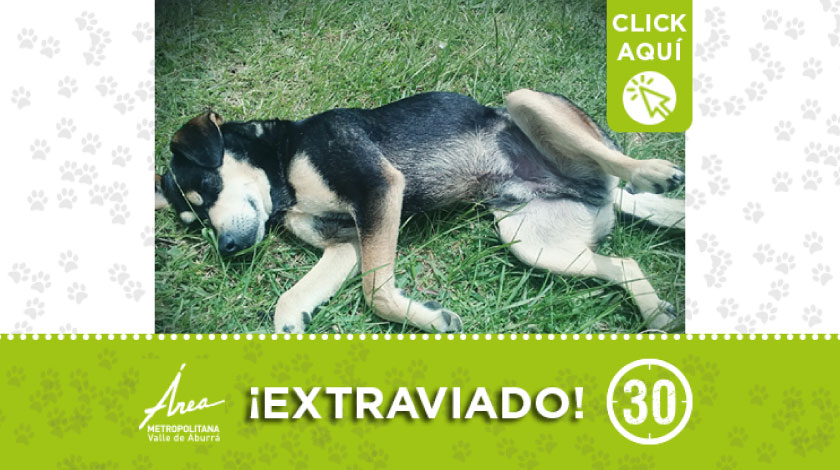'Muñeco' se extravió por el barrio Betania en Sabaneta: ¿lo ha visto? 1 perrito extraviado 7