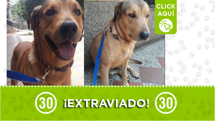 Perrito encontrado en Cabañitas de Bello