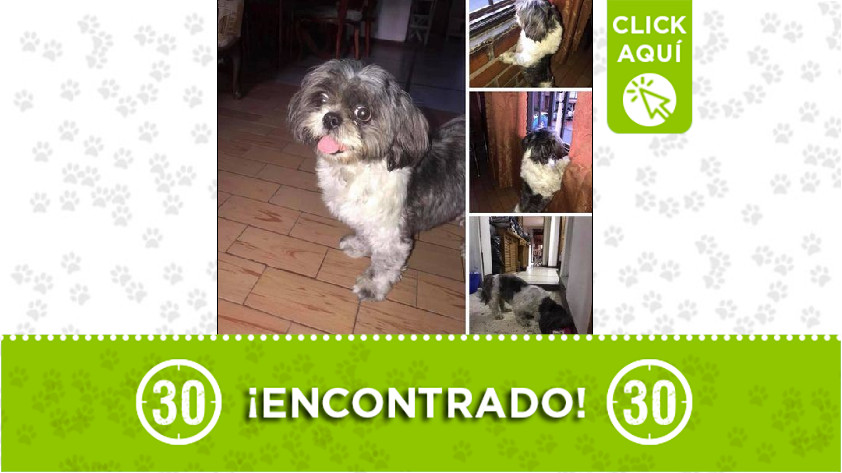 Perrito encontrado en Laureles