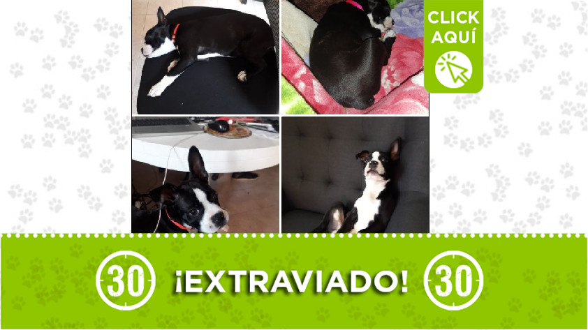 Perrito perdido en Villa Hermosa