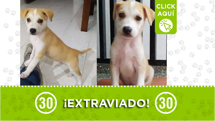 Cachorrito perdido en Bello