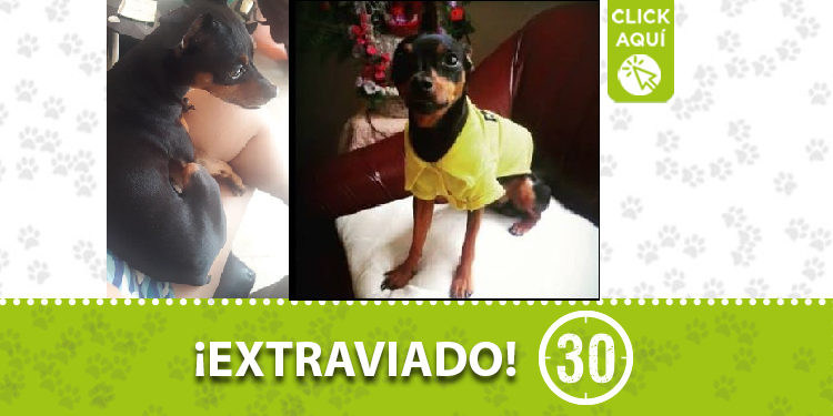 Perrito perdido en Santa Mónica