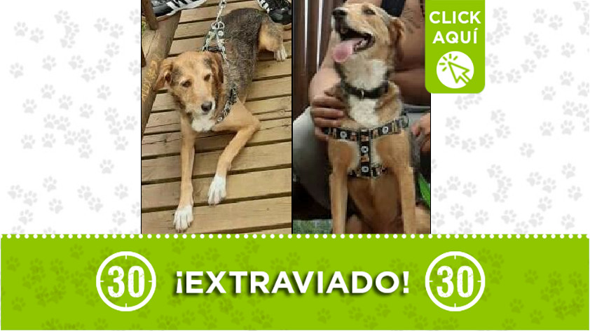 'Apolo' perdido en Medellín