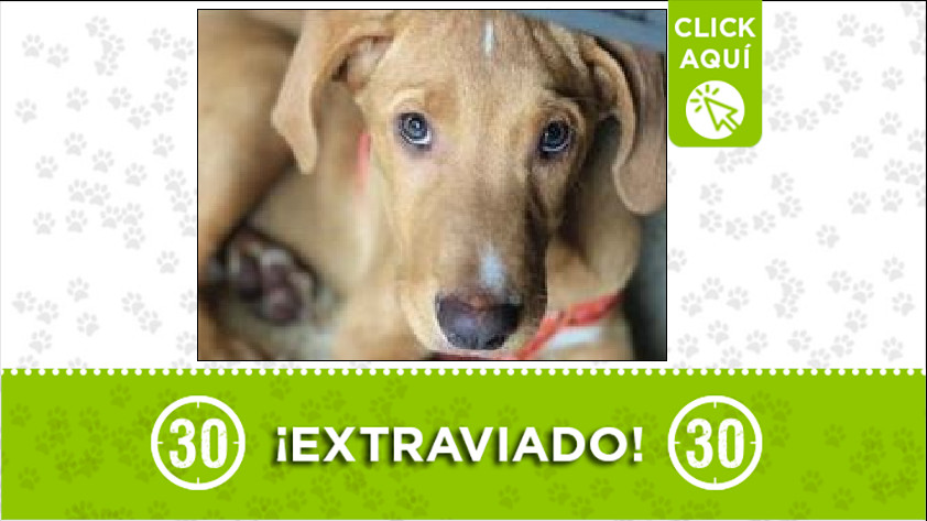 Perrito perdido en Santa Fe de Antioquia