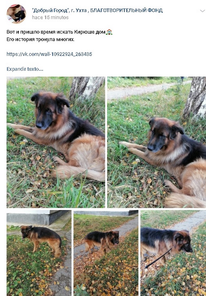 Perro salió de su propia tumba