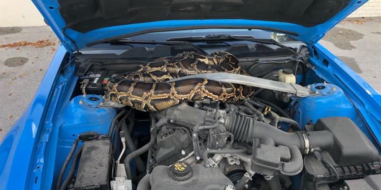 ¡Invasión de serpientes pitones birmanas en Florida! En el auto o en la lavadora… ¿dónde irán a parecer?