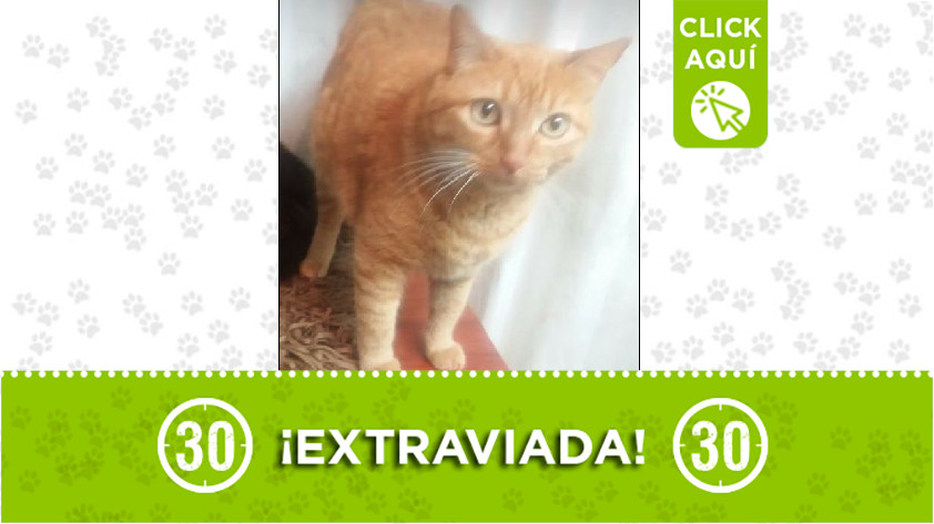 'Princesa' perdida en Sabaneta