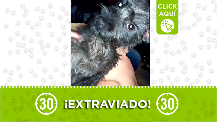 Perrito perdido en Zamora