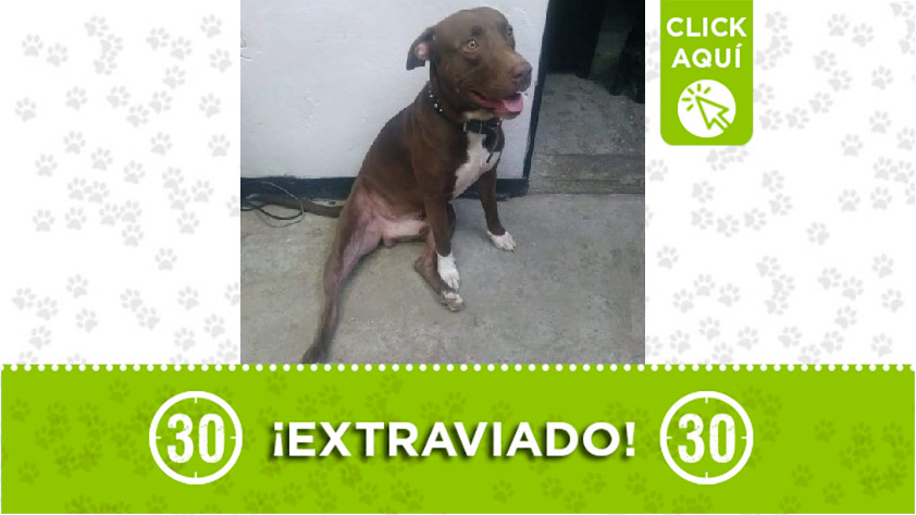 'Rocky' perdido en Manrique Oriental