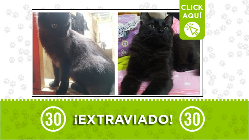 'Ron' perdido en Bello