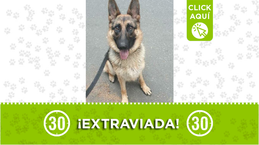 'Rosy' perdida en Zamora