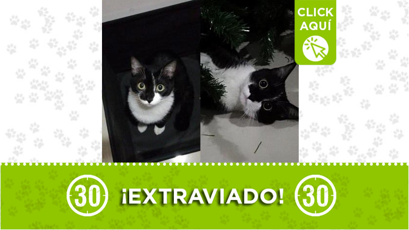 Gatico perdido en Belén