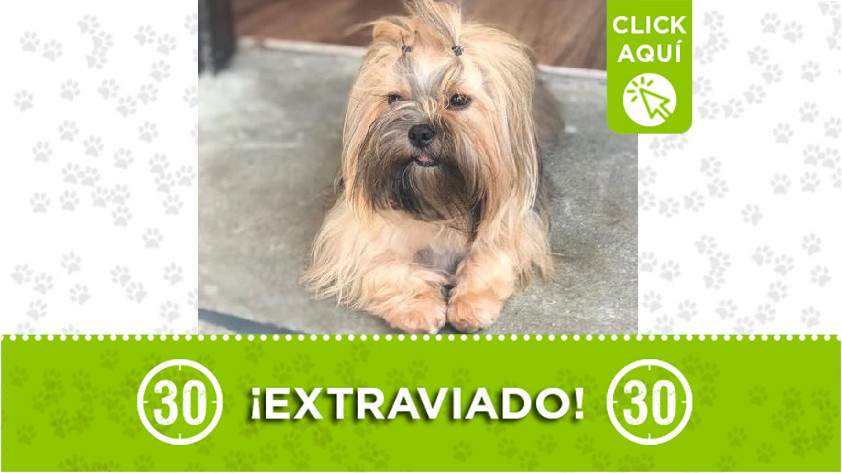 Perrito perdido en Robledo