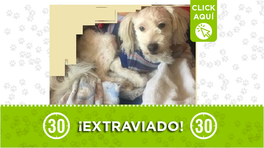 'Tommy' perdido en Bello