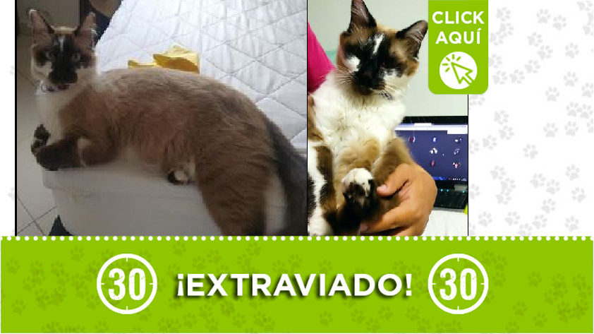 Gatico perdido en Aranjuez