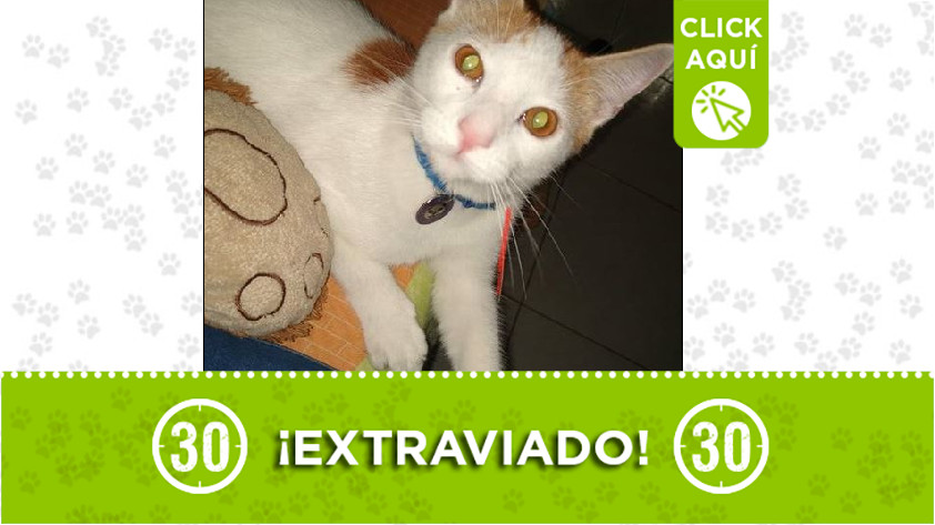 Gatico perdido en Belén