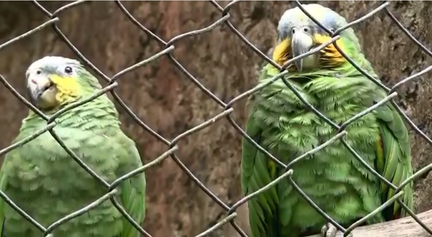 ¡Déjalos en libertad!, jornada de entrega de fauna silvestre en Itagüí