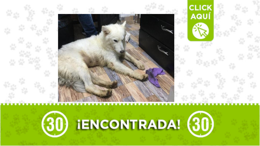 Perrita encontrada en Manrique