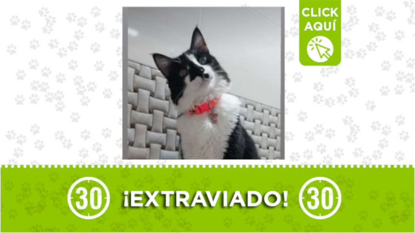 Se perdió "Bruno" por el sector de Pepe Sierra