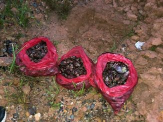 Fotos: ¡Qué peligro! Policía recogió más de 40 kilos de caracoles africanos gigantes en Chocó 1 Caracoles africanos recolectados