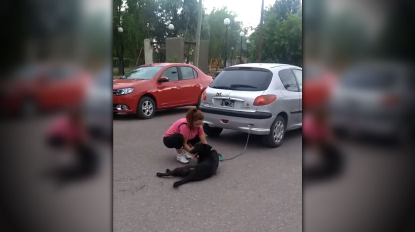 ¡Indolente! Profesora quiso castigar a su perro, y se le ocurrió amarrarlo a su carro y lo arrastró varias cuadras