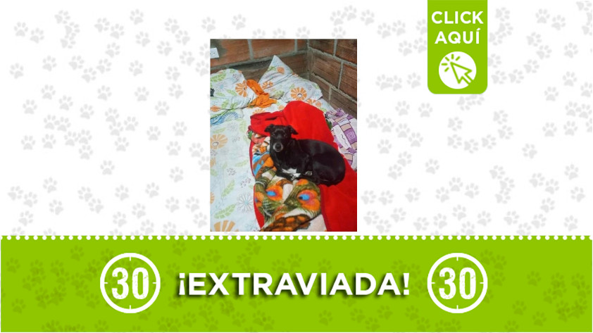 'Pelusa' se extravió por la Piedra de el Peñol