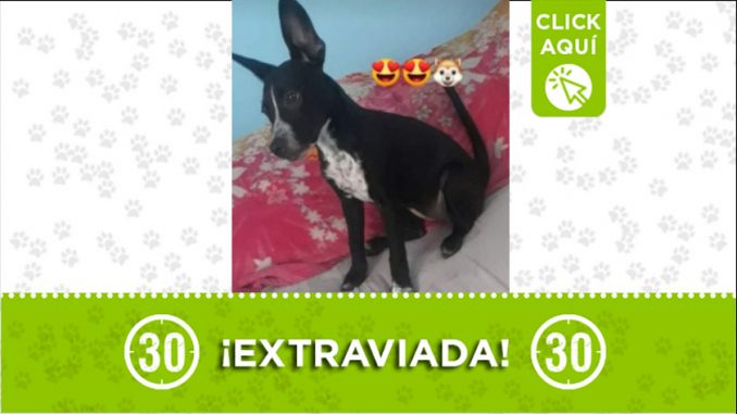 agata-perdida-barrio-santander