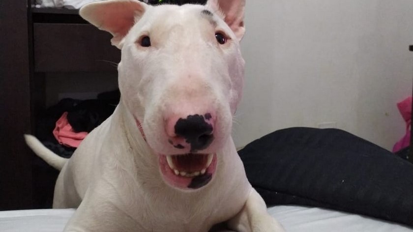 Imputan cargos contra un hombre que pateó e intentó ahorcar a Apolo, al parecer, por gruñirle a su mascota en Medellín 1 apolo medellin maltratado rodeo alto