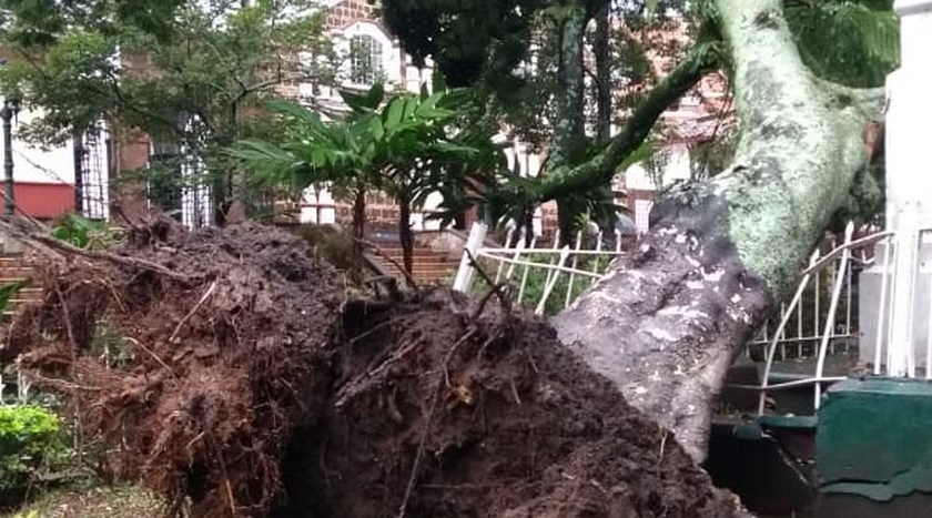 FOTOS: Enorme árbol se cayó en el parque de Copacabana