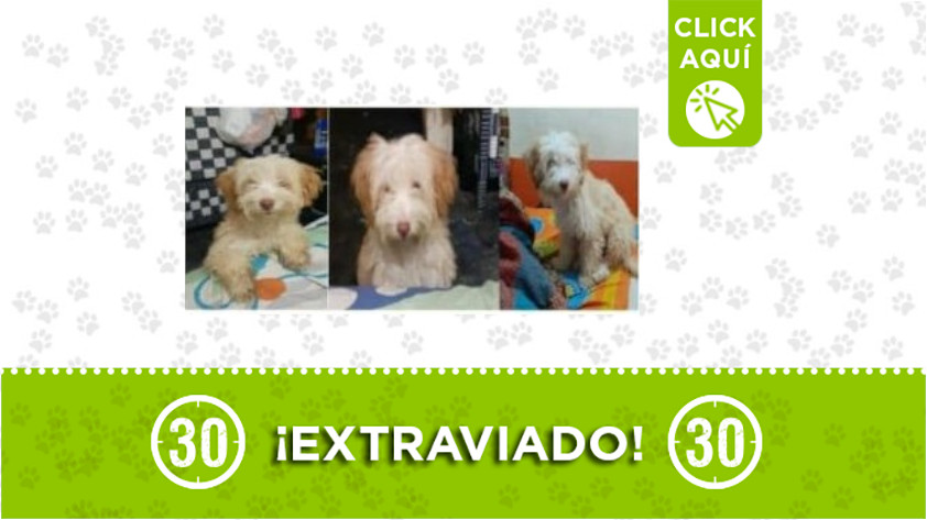 'Coco' se extravió por el barrio Zamora