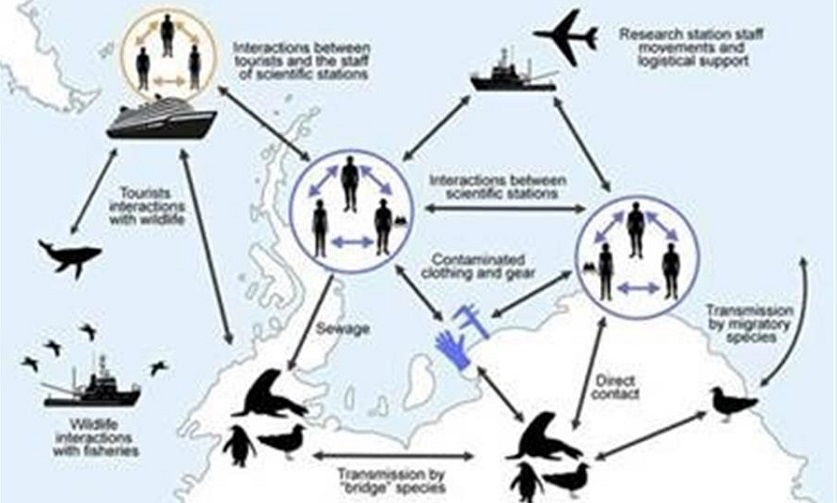 Infografía de la posible transmisión y expansión del Covid-19 en la Antártida. Imagen cedida por el Museo Nacional de Ciencias Naturales (MNCN/CSIC). EFE
