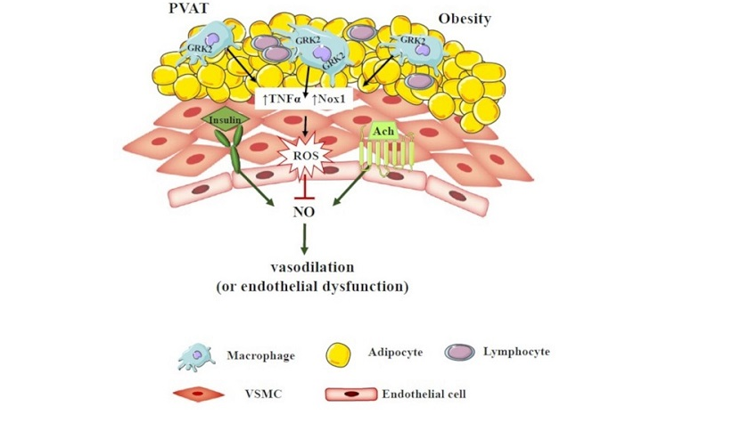Descubren mecanismo para prevenir el daño vascular inducido por la obesidad