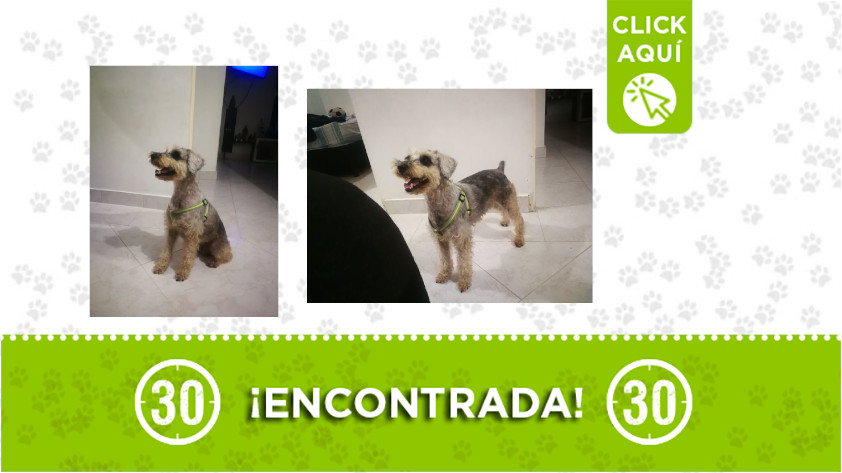 Esta perrita fue encontrada por el barrio Santander