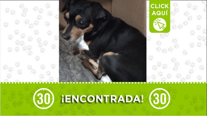 encontrada-la-estrella-perra-20