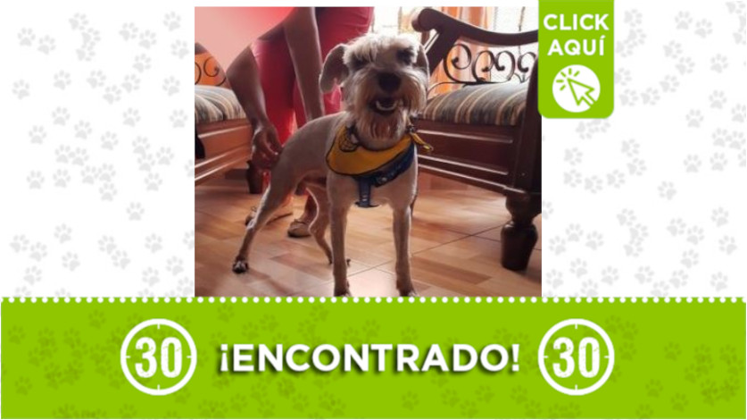 ¿Lo reconoce? este perrito fue hallado en Campo Valdés