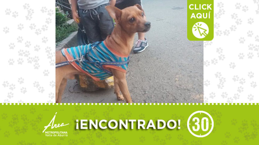 Peludito encontrado deambulando por el sector La Meseta en Bello