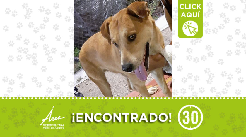 Perrito encontrado deambulando por barrio Mesa en Envigado