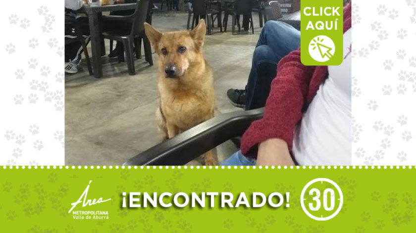 Perrito en rompoy del aeropuerto José María Córdoba