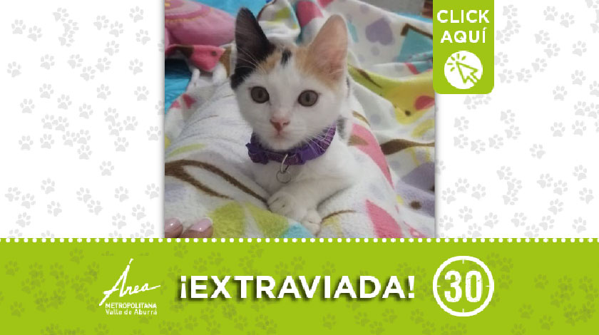 'Zoé' se extravió desde el pasado jueves en el municipio de Ciudad Bolívar